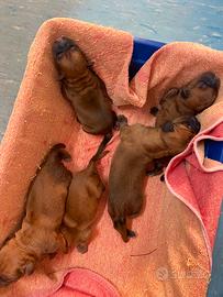 Vendita cuccioli di Dogue de Bordeaux