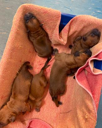 Vendita cuccioli di Dogue de Bordeaux