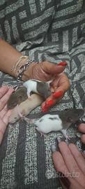 Ratti domestici cuccioli