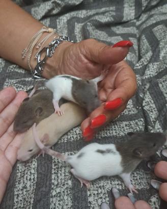 Ratti domestici cuccioli