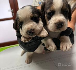 Cuccioli di beagle