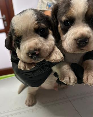 Cuccioli di beagle