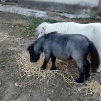 Mini pony