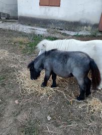 Mini pony
