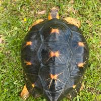 Astrochelys radiata maschio