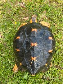 Astrochelys radiata maschio