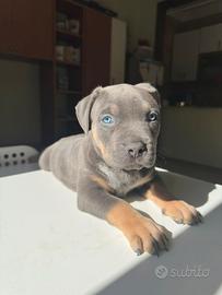 Cucciolo di american bully XL tricolore