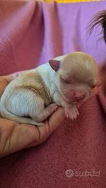 Chihuahua maschietto pelo lungo con pedigree