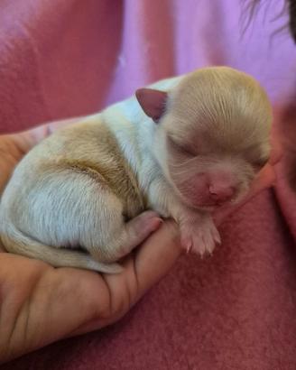 Chihuahua maschietto pelo lungo con pedigree