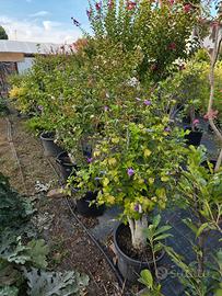 Hibiscus syriacus
