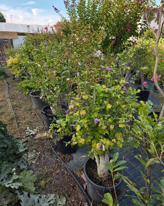 Hibiscus syriacus