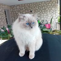 Ragdoll per accoppiamento