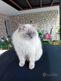 Ragdoll per accoppiamento