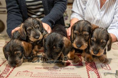Bassotto tedesco pelo ruvido colore cinghiale