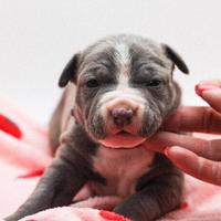 American pitbull terrier