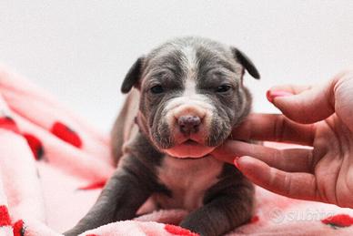 American pitbull terrier