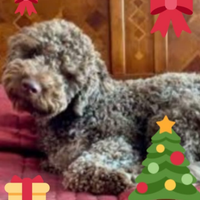 Cuccioli di Lagotto romagnolo pedigree Roy Natale