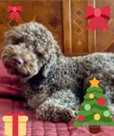 Cuccioli di Lagotto romagnolo pedigree Roy Natale