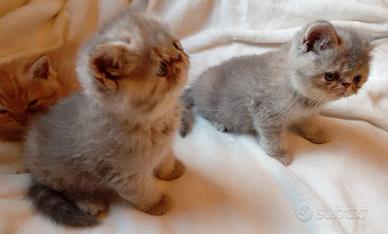 gatti Persiani exotic shorthair 