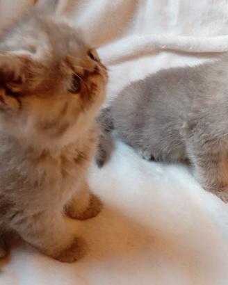 gatti Persiani exotic shorthair 