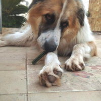 Cane pastore