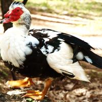 Maschi di anatra muta