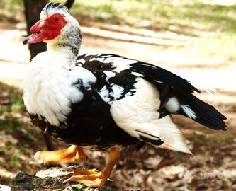 Maschi di anatra muta