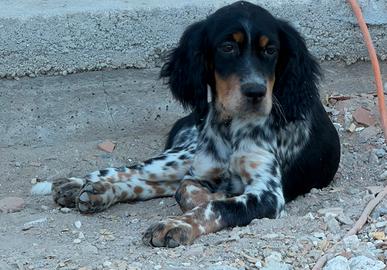 Setter inglese cucciola