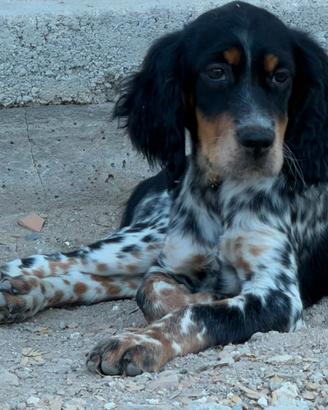 Setter inglese cucciola