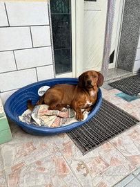 Chocolat taglia piccola aspetta una famiglia d'a
