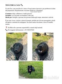 Cane maschio di 2 anni