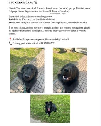Cane maschio di 2 anni