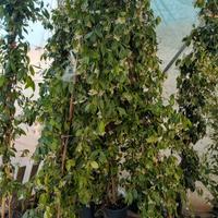 piante di rincospermum 240cm compreso vaso 