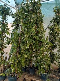 piante di rincospermum 240cm compreso vaso 