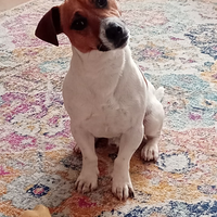 Jack Russel disponibile per monta