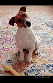 Jack Russel disponibile per monta