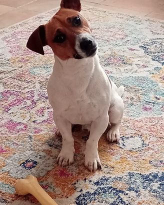 Jack Russel per monta