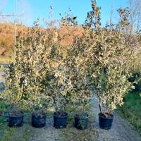 Leccio Lauro (alloro) Oleandro