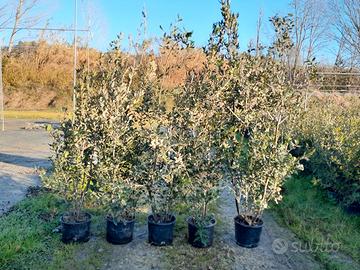 Leccio Lauro (alloro) Oleandro