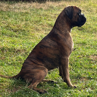 Femmina boxer disponibile per accoppiamento