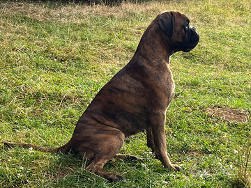 Femmina boxer disponibile per accoppiamento