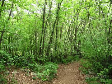 Bosco Ceduo- Colli Euganei