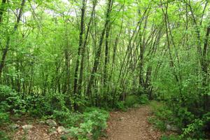 Bosco Ceduo- Colli Euganei