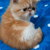 Gatto exotic e persiano