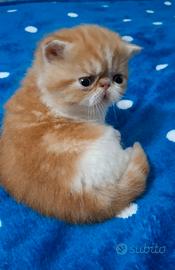 Gatto exotic e persiano