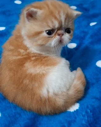 Gatto exotic e persiano