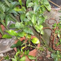 Pianta mandarino e Piantine grasse liguri