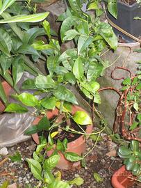 Pianta mandarino e Piantine grasse liguri