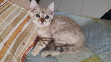 Gatti del Bengala cuccioli