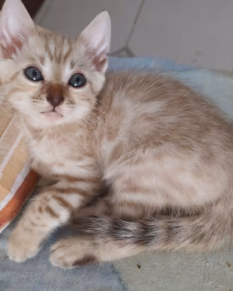 Gatti del Bengala cuccioli